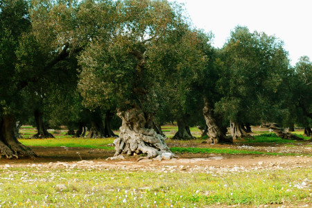 Questa è la Puglia