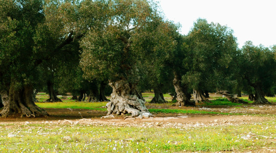 Questa è la Puglia